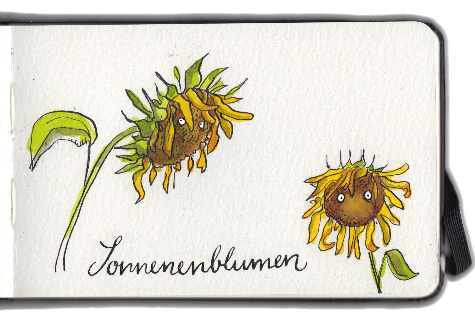 sonnenblümchen