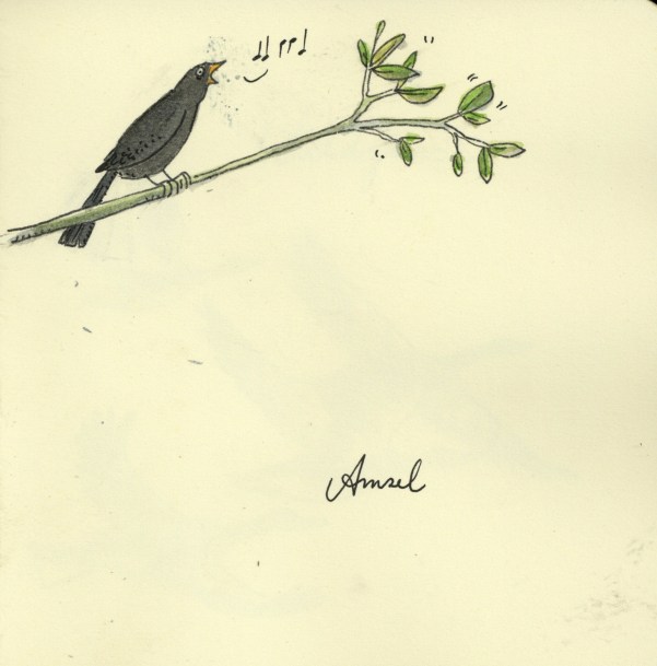 Amsel.jpg